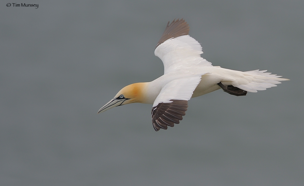 Gannet 120409_5_1.jpg